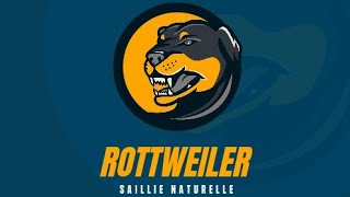 ⚡SAILLIE NATURELLE CHEZ LE CHIEN Rottweiler LOF et ADRK😍 [upl. by Holbrook675]