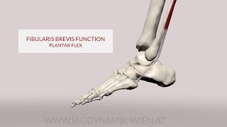 Fibularis Brevis Function Plantarflexion 3D Animation [upl. by Bettine]