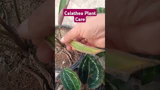 Calathea Plant Care calathea calatheaplant tropical plants shorts [upl. by Ihcehcu]