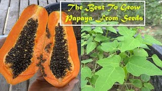 The Best Way To Grow Papaya From Seeds  Practical Method [upl. by Reeta]