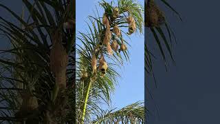 Bird Nests  Beauty of Nature [upl. by Cinemod949]