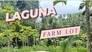 FARM LOT LAGUNA 24000sqm [upl. by Aivatco]