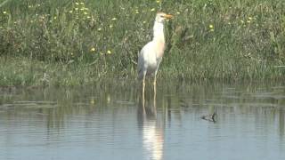 Kuhreiher frisst Frosch  Cattle egret eat frog  Héron gardebœufs mange grenouille [upl. by Hellah]