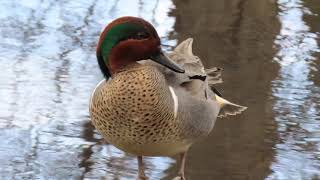 Greenwinged Teal in Central Park [upl. by Imray]