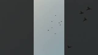 Pigeon flying subscribe like please [upl. by Lledner]