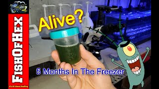 Can Phytoplankton Survive 5 Months In The Freezer [upl. by Evangeline376]