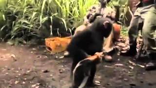 Chimp With A Gun AK  47  Must Watchavi [upl. by Ellehcirt]