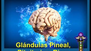 Glándulas Pineal Pituitaria y Rima [upl. by Messing]