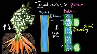 Phloem amp translocation  Life processes  Biology  Khan Academy [upl. by Buchanan]