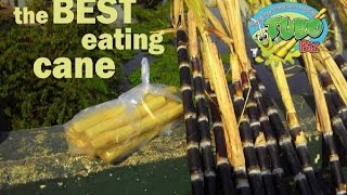 Finding the best sugarcane for eating Which variety is best [upl. by Junia545]