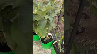 Apne terrace garden 🏡 mein vegetable or fruit plants lagaengardeningplants vegetablegarden terrac [upl. by Audrye]