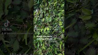 Watch Plants Respond to Touch Thigmotropism [upl. by Clementius]