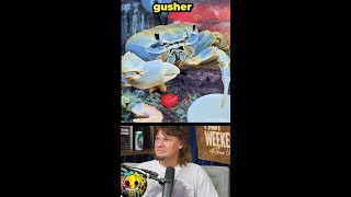 Ever see a crab eat a gusher ft Theo Von amp Jessie Murph shorts comedian [upl. by Reivilo]