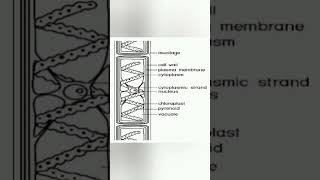 Cell structure and life cycle of spirogyra spirogyra [upl. by Navert]