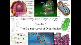 Chapter 3 The Cellular Level of Organization [upl. by Nnayhs329]