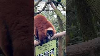 Fragile Forest  Singapore Zoo [upl. by Ahsaya]