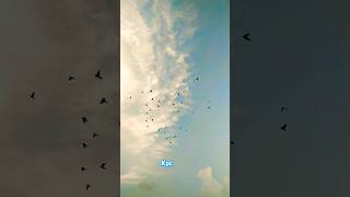 Pigeon flying session start 🕊youtubeshorts pigeon flying kabootar youtubeviralshort shortvideo [upl. by Freberg]