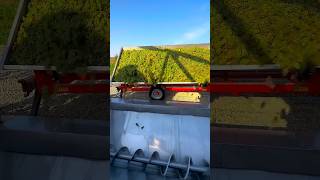 Freshly Harvested Grapes Unleashed🥰🍇🎥strungawinery grape harvest wine winemaking tractor [upl. by Curkell]