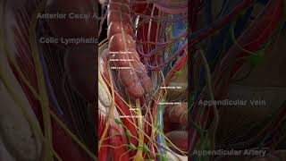 Anatomy of the cecum and appendix anatomy meded 3dmodel [upl. by Indira90]