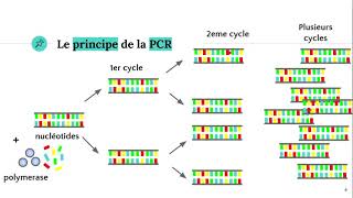 La technique PCR Polymerase Chain Reaction ðŸ§ª [upl. by Mccafferty158]