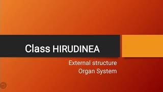 Class Hirudinea  Phylum Annelida  Leeches [upl. by Ayisan]