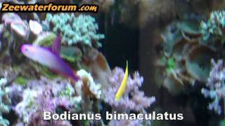 Bodianus bimaculatus [upl. by Mohammad]