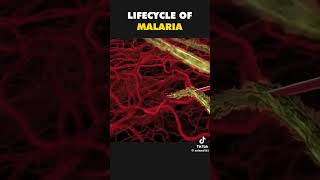 Life Cycle of Malaria pathology pharmpharmaceuticals anatomy malariacycle [upl. by Casimire474]