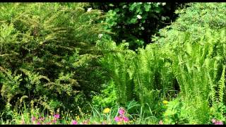 Sound Therapy ❀ Summer Forest 🎧 Birds singing 7 HOURS continuous sound  no loop [upl. by Eronel]