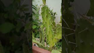 xerophytic adaptation in opuntia by Spiny Leaves [upl. by Intruok126]