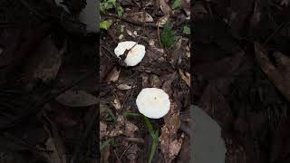 Amazing Wild Mushroom Survival amazingfarming food mushroomlife mushroomgrowing nature fruit [upl. by Dnalevets]