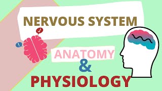 NERVOUS SYSTEM ANATOMY AND PHYSIOLOGY SIMPLE FOR NCLEXRNREVIEW [upl. by Prem]