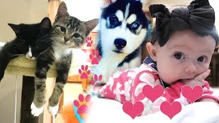 Kittens Puppies and Cute Baby [upl. by Asoj]