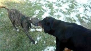 Pit Bull vs Rottweiler [upl. by Ertha]