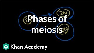 Phases of Meiosis [upl. by Oirad]