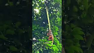 Green Tree Python vs Nevala facts factshorts factsinhindi reels reelsinstagram instagram [upl. by Vickie]