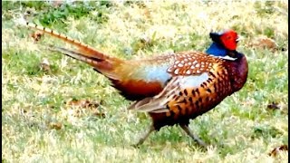 Common Pheasant making quick repeated sounds while taking a walk in our garden [upl. by Enelyam]