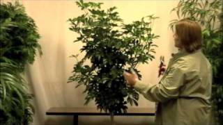 Prune this How to Prune an Arboricola Dwarf Schefflera [upl. by Lyrad68]