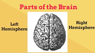 Brain Facts for beginnersLeft and Right Brain [upl. by Rosie]