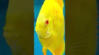 Fish  Yellow fish  fresh water fish  marine life  aquarium  aquatic  ocean life  shorts [upl. by Davina410]