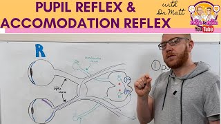 Pupillary light reflex and Accommodation reflex [upl. by Yraccaz]