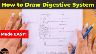 How to Draw Human Digestive System Easily [upl. by Monroe]