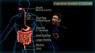 Digestive System in Human  CBSE Class 10 Science Chap  6 Biology  Life Processes  Toppr Study [upl. by Nnylannej]