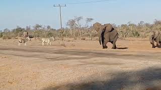 Herd of Elephants passing near Makgadikgadi Pans [upl. by Ateuqirne]