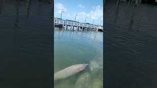 7 manatees in islamorada Florida [upl. by Akinajnat]