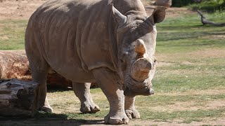 Hoof Care for Geriatric Rhino Yebonga [upl. by Eleni]