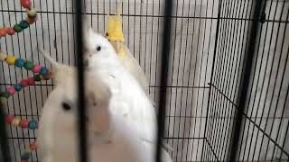 Albino Lutino Cockatiel Breeding pir Setup Rajkot Gujarat [upl. by Hubing223]