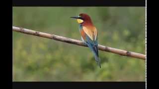 Bijeneters op Lesbos 2014 Beeeaters on Levos 2014 Lesvos birding 2014 [upl. by Hakaber]