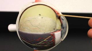 NERVOUS SYSTEM ANATOMY Special senses Eyeball anatomy [upl. by Caterina964]