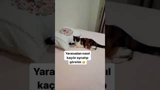 Sen onu nereden buldun da yakaladın 🥹 duet catvideos cat cute [upl. by Lajes]