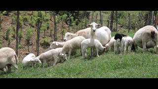 Cómo Empezar un Criadero de Ovinos El Reten  Magdalena  TvAgro por Juan Gonzalo Angel [upl. by Melone]